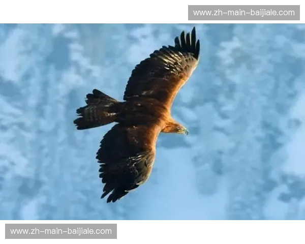 翱翔天际的王者与温顺的生灵：一场关于生存与智慧的史诗